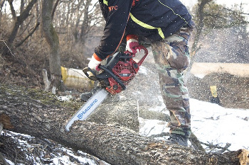 Tree surgeon using chainsaw