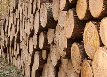 Tree trunks stored in a pile